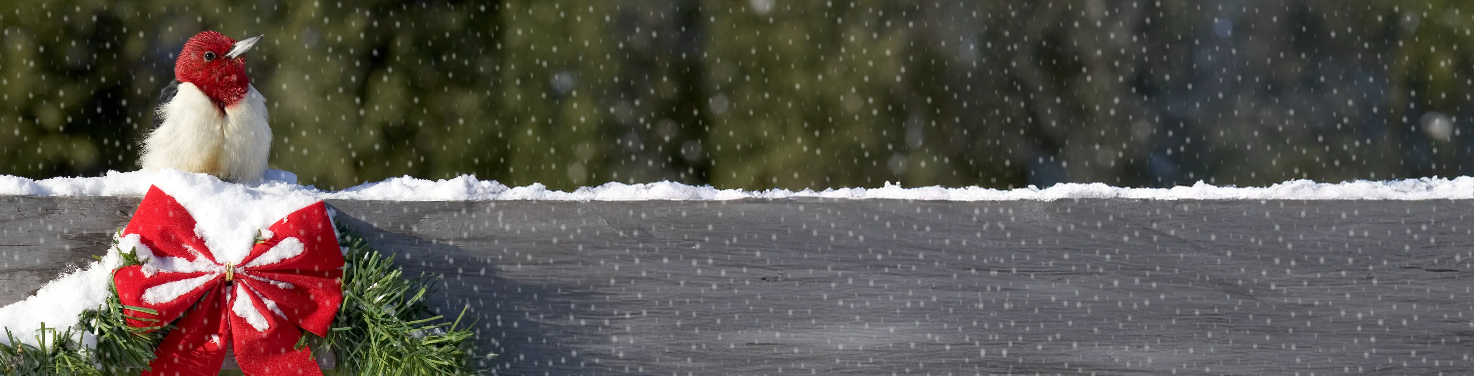 Woodpecker on a fence post with greenery and a little snow.  Black Friday up to 20% OFF.